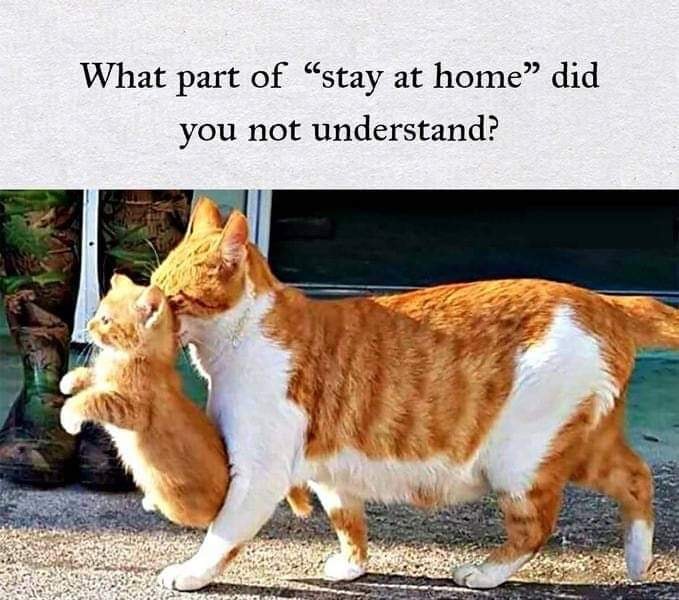 cat-stay-home.jpg